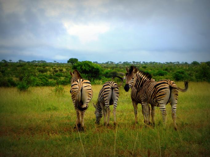 Afrika