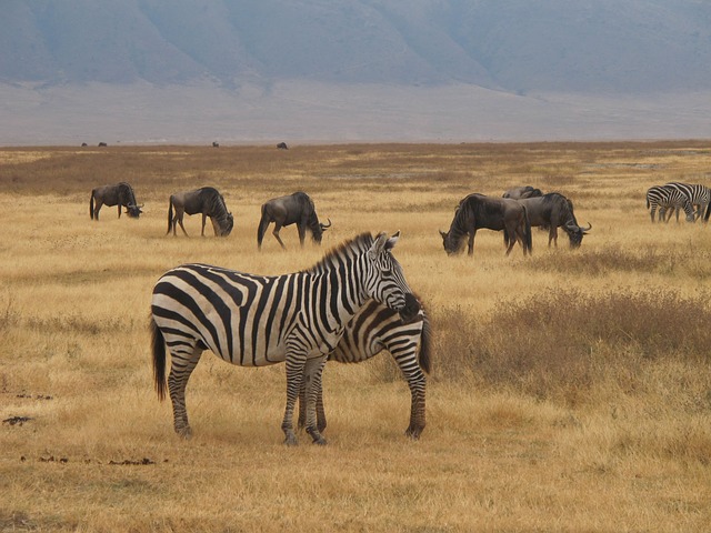 zebry na safari