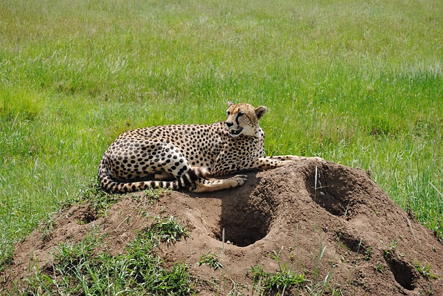 gepard v Tanzanii