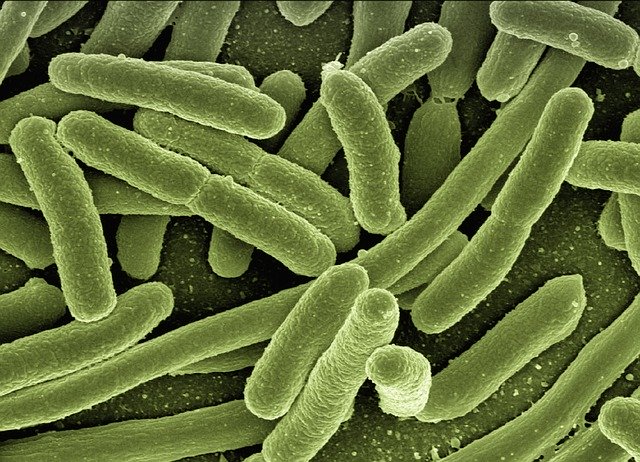 bakterie Escherichia coli